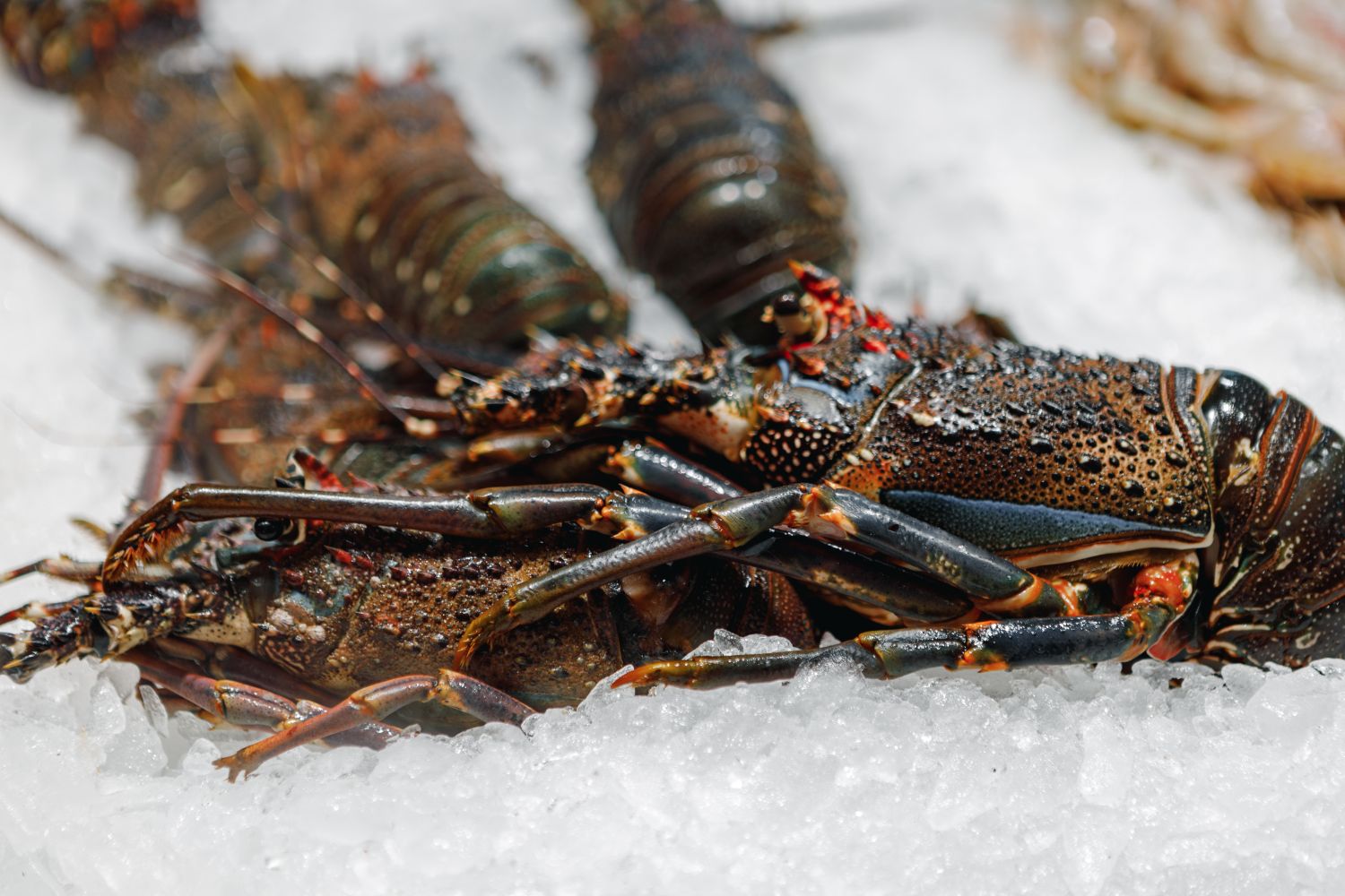 Fresh Lobster