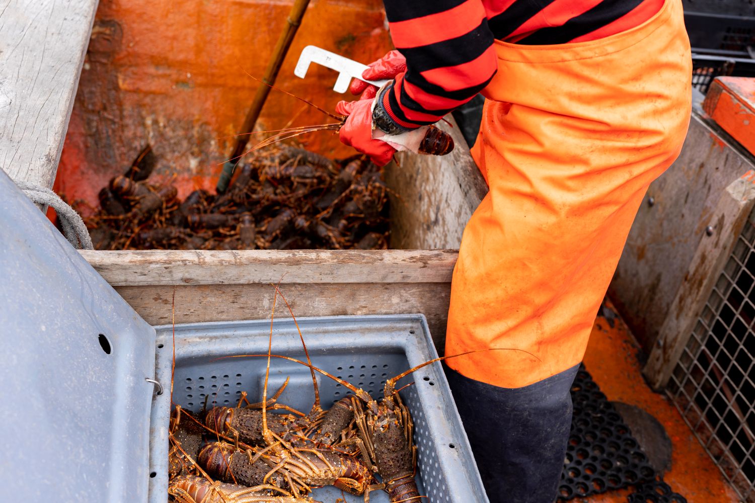 Storing Leftover Lobster